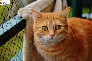 Siatki Jawor - Zabezpieczenie dla kotów – siatka dla terenów Jawora