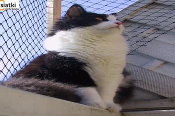 Siatki Jawor - Siatka balkonowa – zabezpieczenie dla kota dla terenów Jawora