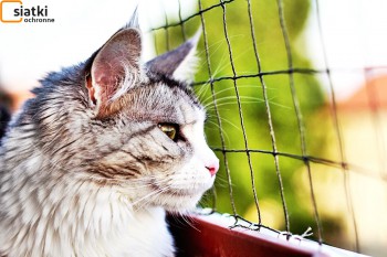 Siatki Jawor - Siatka do zabezpieczenia kota i przed kotem dla terenów Jawora