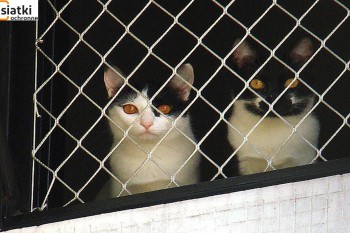 Siatki Jawor - Siatka balkonowa – zabezpieczenie dla kota dla terenów Jawora